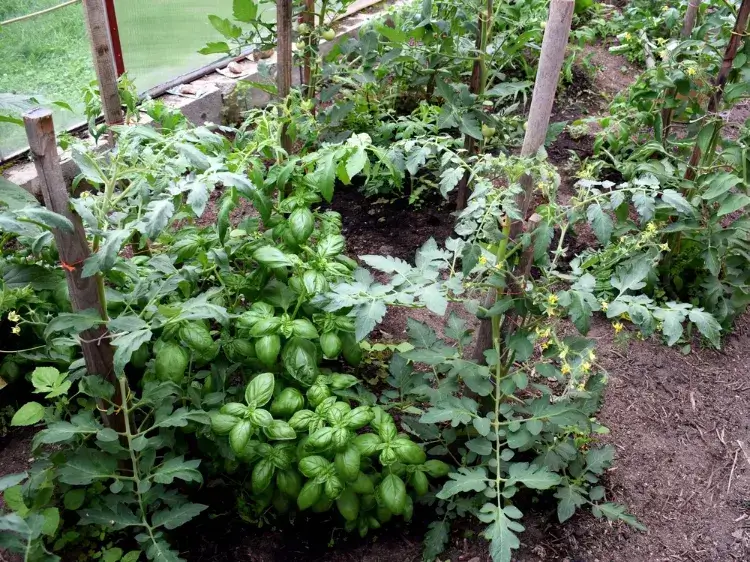 que planter avant les tomates engrais verts couvert végétal compagnonnage basilic