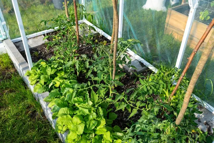 que planter avant les tomates engrais verts couvert végétal compagnonnage radis