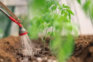 quel acide est bon pour la croissance des plantes moyen faire plants résistants avant après plantation