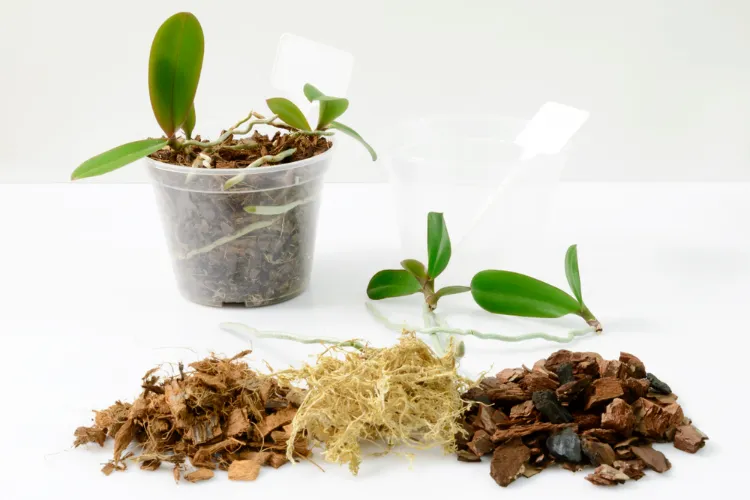 quel est le meilleur substrat pour orchidée recette maison fabriquer écorce de pin