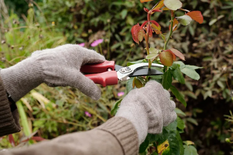 quel est le mois pour tailler les rosiers hiver printemps soif arrosage