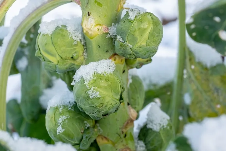 quel légume ne craint pas le froid choisir planter période propice éviter saints glace