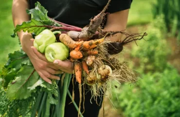 quel legume ne pas planter a cote des carottes radis tomates oignon