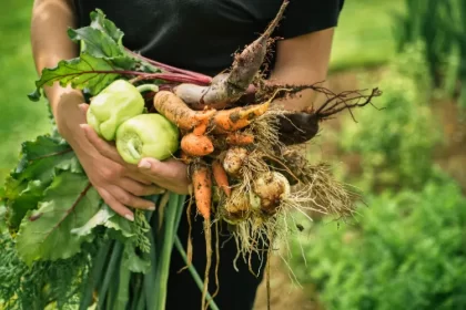 quel legume ne pas planter a cote des carottes radis tomates oignon