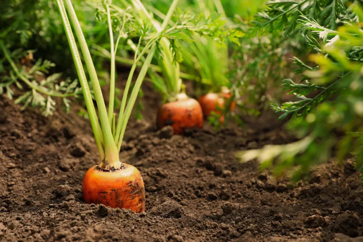 quel legume ne pas planter a cote des carottes radis tomates oignon pommes de terre