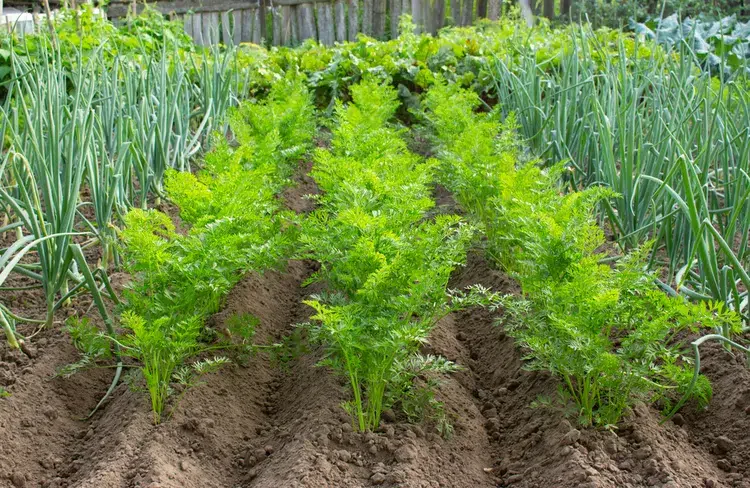 quel légume planter à côté des carottes oignon