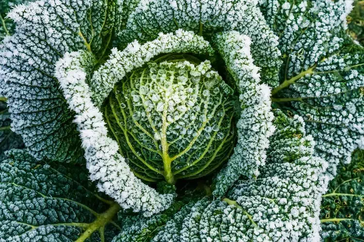 quel légume supporte le froid longue exposition transforme amidons sucre rend sucré