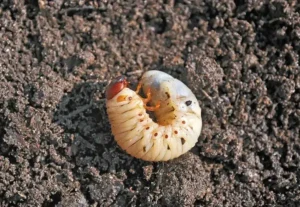 quel produit pour tuer les vers blancs naturellement jardin potager idées traitement maison