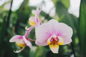 quelle eau de cuisson pour orchidée