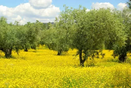 quelle plante mettre autour d'un olivier pareterre décorer aménager lianem shutterstock