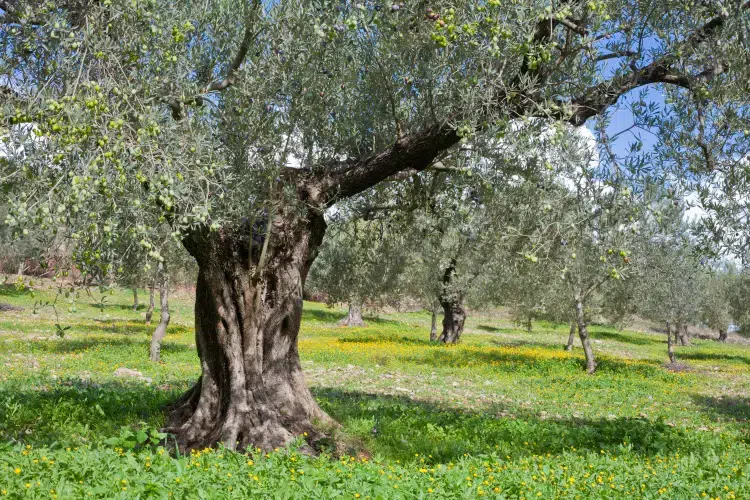 quelle plante mettre autour d'un olivier se marie avec à côté lavande parterre fleurs 