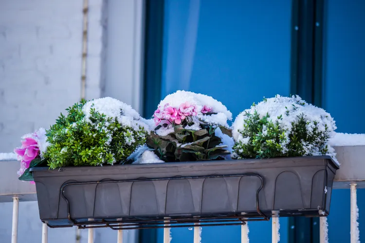 quelle plante pour balcon en hiver