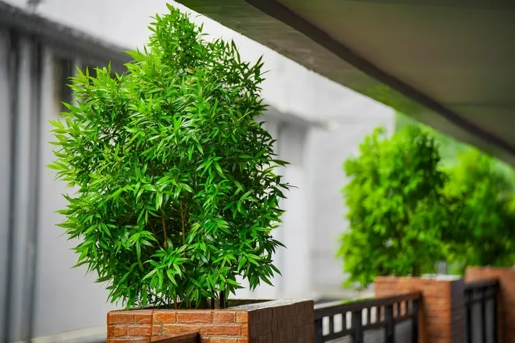 quelle plante pour se protéger du regard des voisins bambou en jardinière balcon