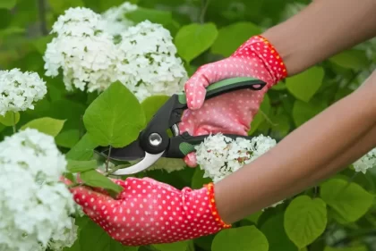 quelles fleurs multiplier par boutures en hiver hortensia prendre tige fraîche couverte bourgeons