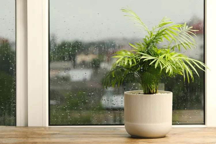 quelles plantes contre la condensation qui absorbent humidité pour rebord de fenetre intérieur