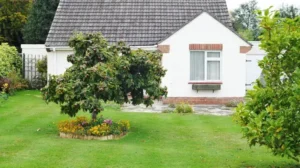 quels arbres pour petit jardin décoratifs utiles feuilles attrayantes sempervirents fruits