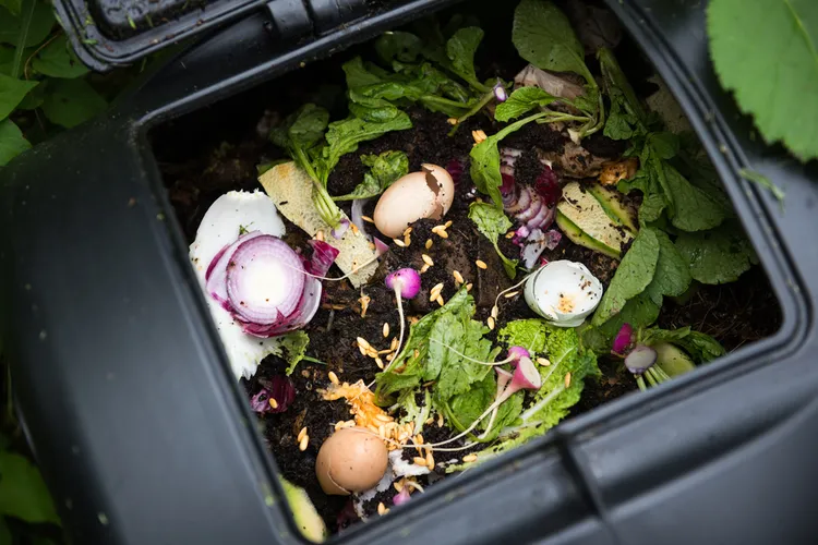 quels sont les légumes à ne pas mettre dans le compost