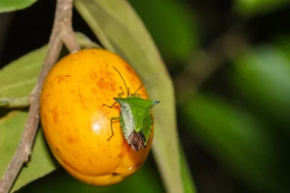 quest ce qui attire les punaises de jardin comment sen debarrasser naturellement