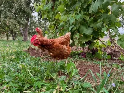 quoi semer dans un poulailler plantes résistantes herbes aromatiques medicinales arbres arbustes ombre