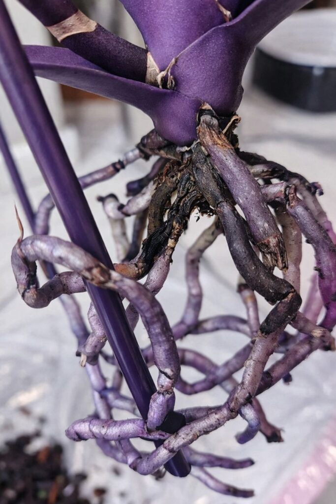 racines noires de l'orchidée