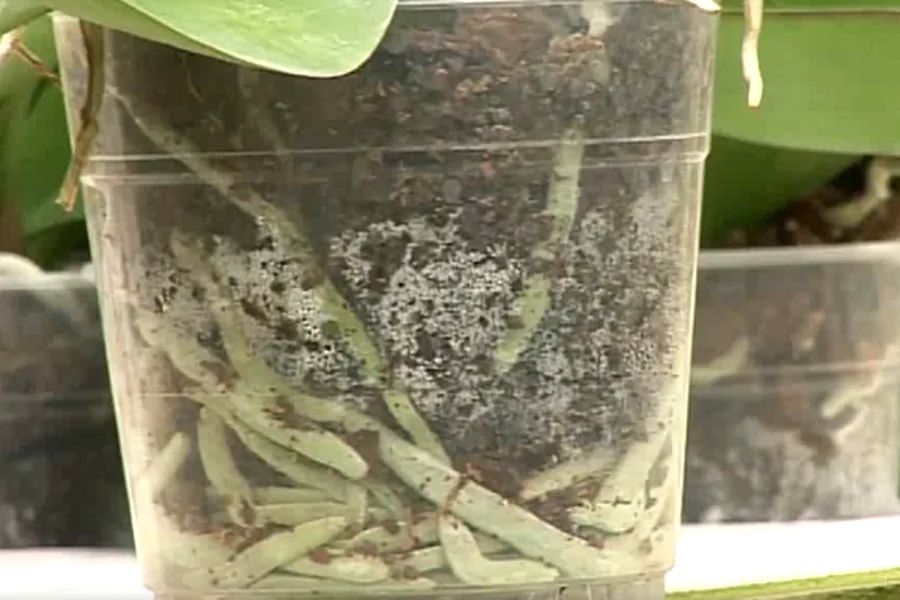 racines pourries de l'orchidée
