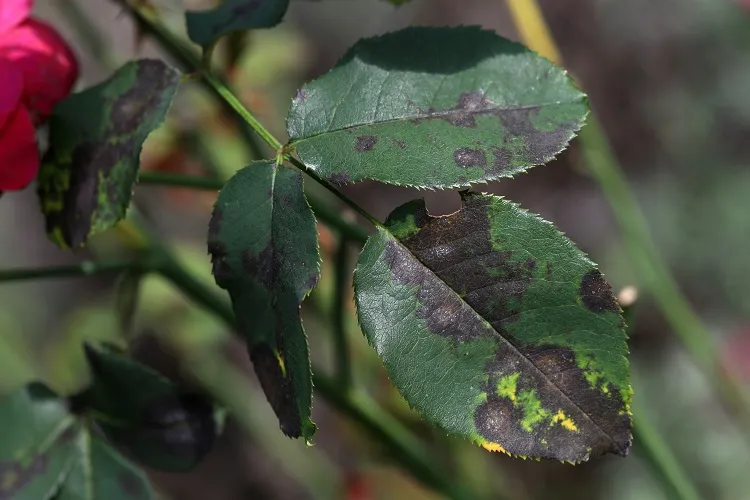redonner vie à une plante qui noircit meurt malade fumagine taches noires feuilles tige qui tombent