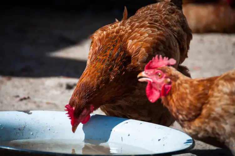 Sostituisci le galline, incoraggiale a deporre le uova, dona le uova in inverno, come dare Shutterstock a Radek Zimniewicz