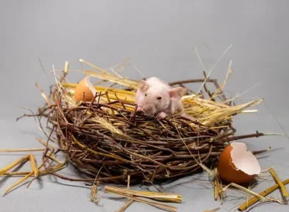 repousser les rats du poulailler naturellement