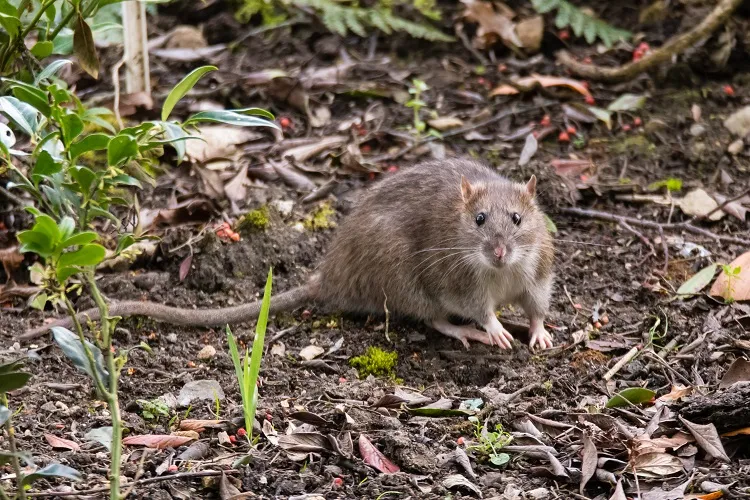 repulsif maison efficace faire fuir sortir rats trou jardin avec une bouteille en plastique