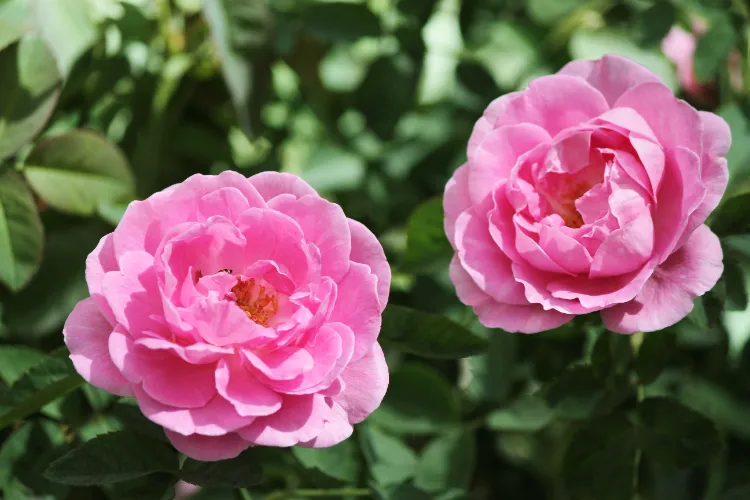 rose de damas alba semi plena variétés de rosiers parfumés anglais 