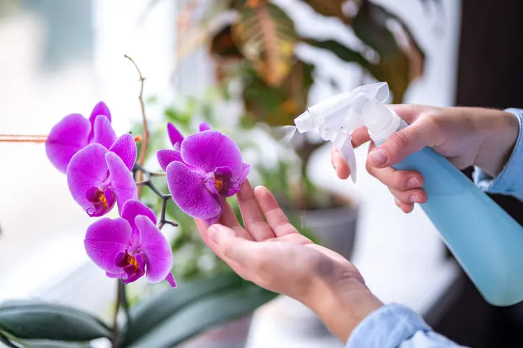 sauver une orchidée pourrie que faire sans feuilles jaunissent racines brunes sèches noires 
