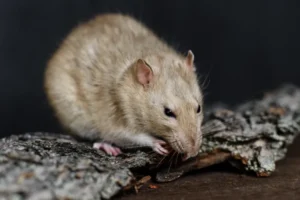 se debarrasser des rats avec du marc de cafe bicarbonate de soude vinaigre blanc