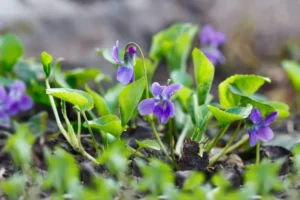 se débarrasser des violettes dans le jardin sauvages desherbant cendres de bois
