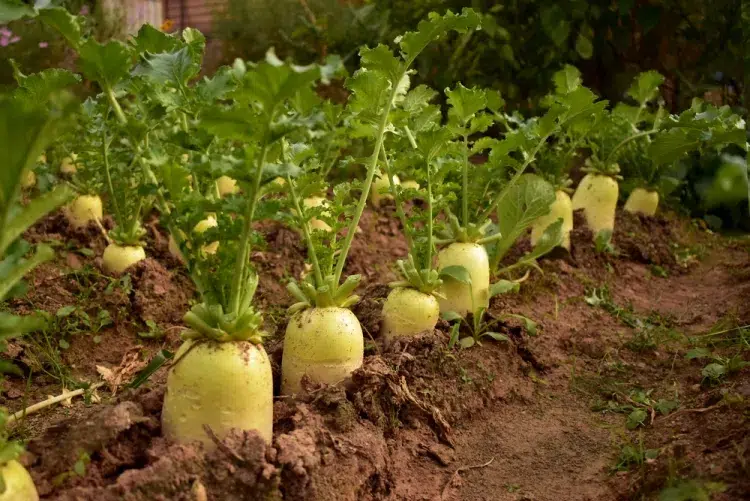 semer légumes racines radis navet bombes vitamineuses variétés rondes longues