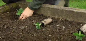 semer les légumes dans le potager printemps