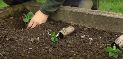 semer les légumes dans le potager printemps