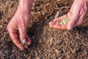 semer les petits pois en pleine terre