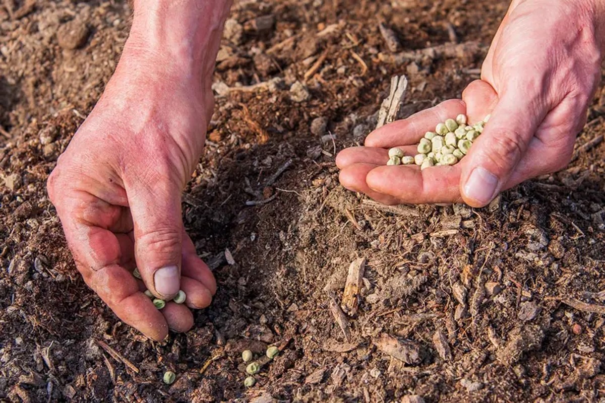 semer les petits pois en pleine terre