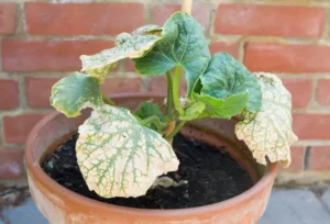 semis de courgettes sont jaunes pourquoi que faire traiter paul maguire shutterstock