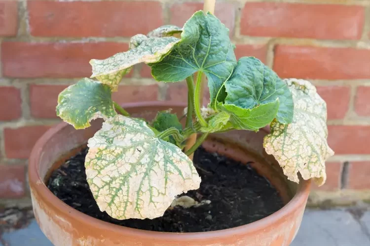 semis de courgettes sont jaunes pourquoi que faire traiter paul maguire shutterstock