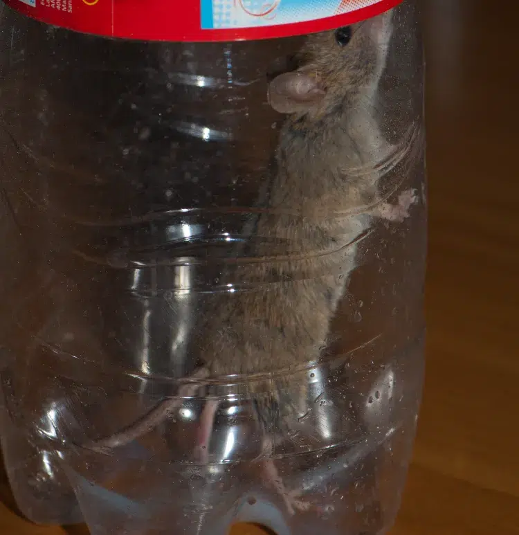 souris piégé dans une bouteille