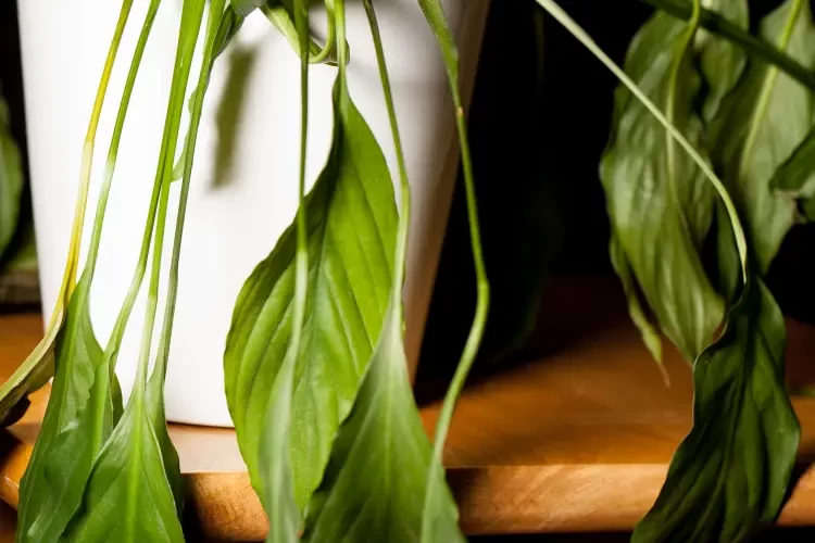 spathiphyllum aux feuilles tombantes que faire pourquoi jaunissent ian dyball shutterstock