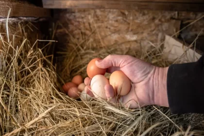 stimuler la ponte des poules en hiver comment astuces remèdes hodoimg shutterstock