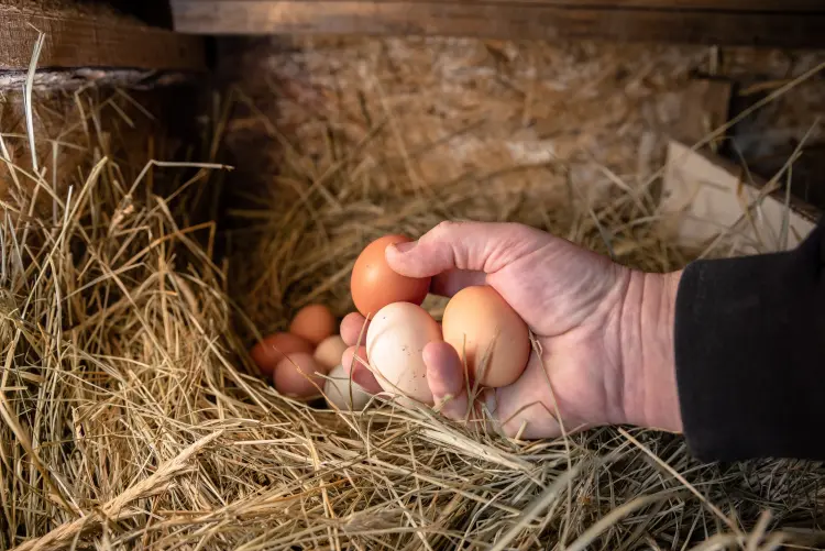 Come motivare le galline a deporre le uova in inverno in 4 passaggi?