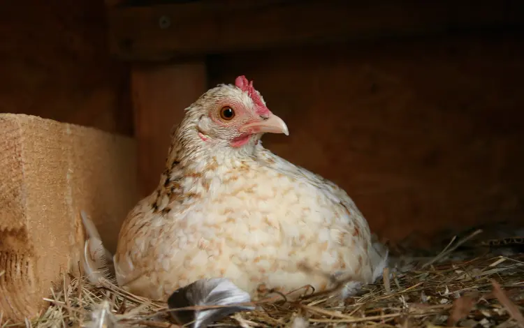 Stimolare la deposizione delle galline in inverno, facendole deporre in modo naturale con il mangime vitaminico Ortica 