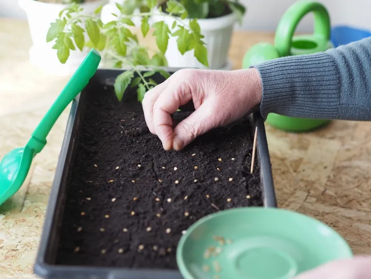 stimuler les semis avec l'acide succinique planter semis assurer conditions nécessaires germination