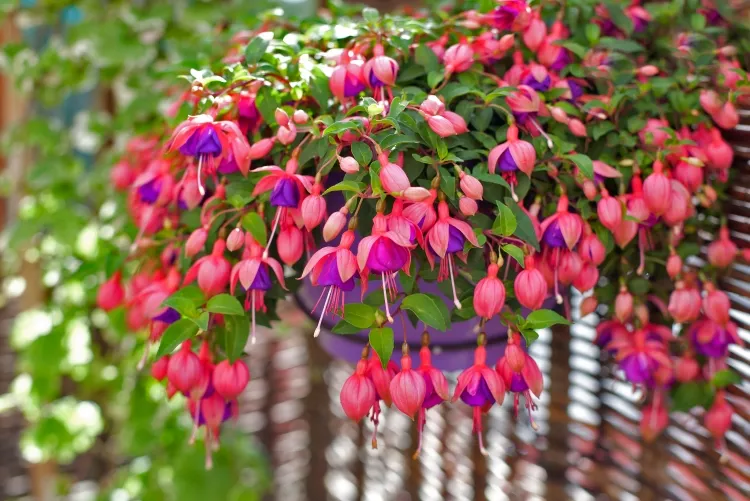 taille des fuchsias pourquoi couper taille nécessaire reprendre plante vivace hiverner