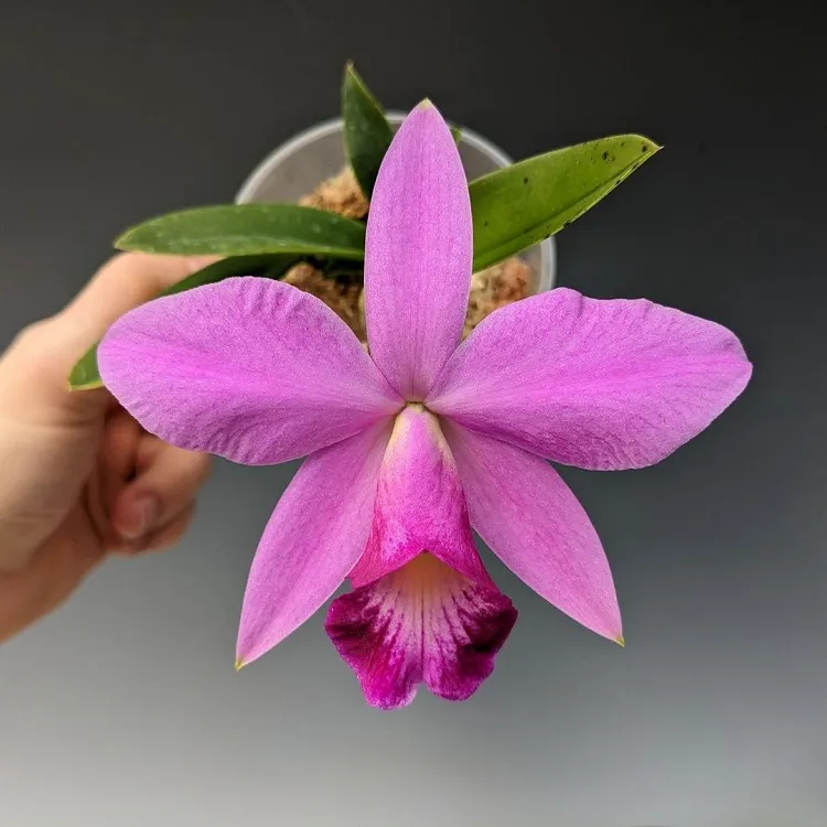 top engrais naturels pour arroser les orchidées