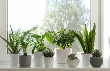 top plantes contre la condensation qui absorbent humidité pour rebord de fenetre intérieur