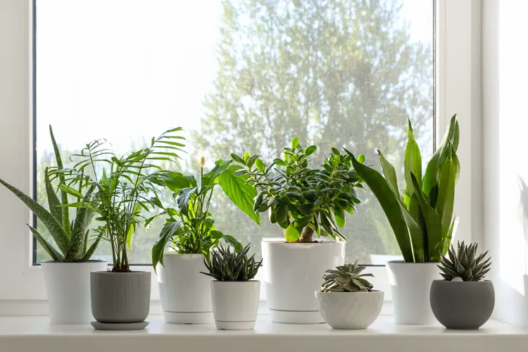 top plantes contre la condensation qui absorbent humidité pour rebord de fenetre intérieur